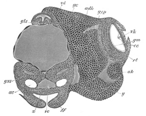 Illustration: Figure 279