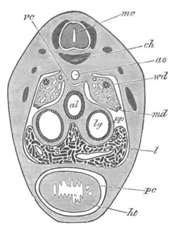 Illustration: Figure 419