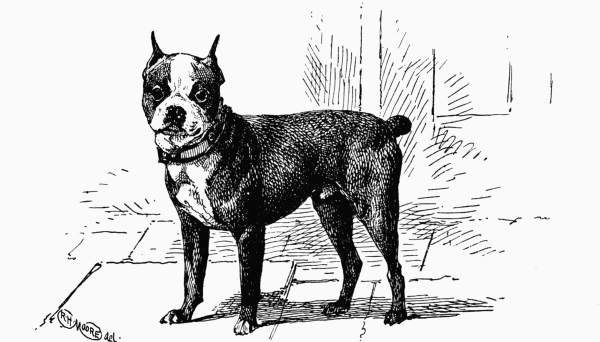 BOSTON-TERRIER "TURPIN". MISS J. TOZIER, OWNER.