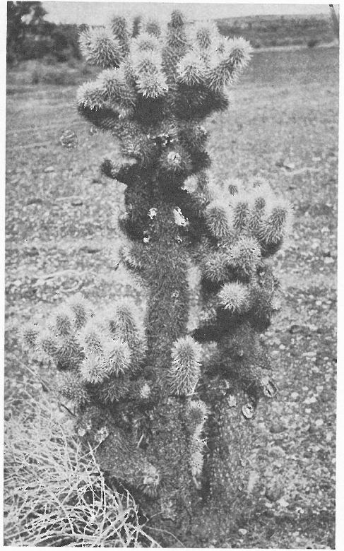 TEDDY BEAR CACTUS (Opuntia Bigelovii)