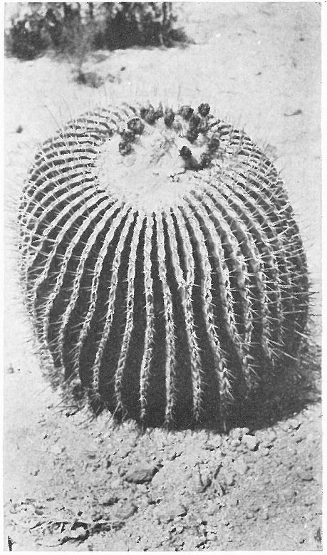 GIANT VISNAGA; GIANT BARREL CACTUS (Echinocactus Visnaga). (Baby specimen)