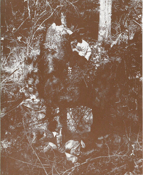 Overhanging rock projection caused by erosion of ancient river. Note large tree growing in rock behind upper visitor. This feature may be all that remains of a large cave, the surrounding limestone having been removed. If the overhanging portion were connected to land a perfect natural bridge would be formed.