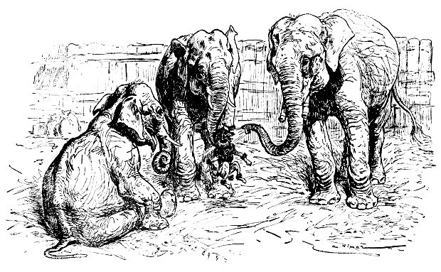 Elephants