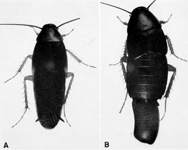 Ischnoptera deropeltiformis.