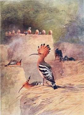 HOOPOE

On the house-tops.