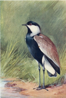 SPUR-WINGED PLOVER