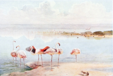 FLAMINGO