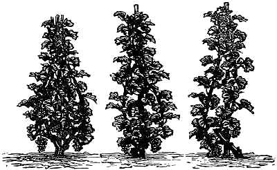 Types of Vines