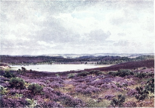 THE GREAT POND, FRENSHAM.