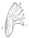 Fig. 14.—Stamens
of the Sweet-pea.