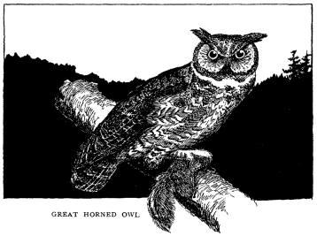 GREAT HORNED OWL