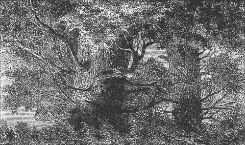 Forest Scene