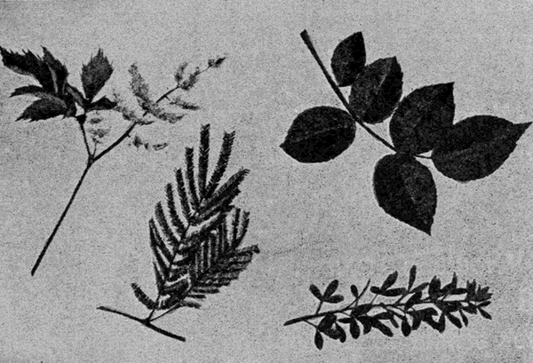 various
leaves