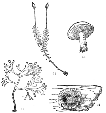 FIG. 64-67.—TYPES OF FLOWERLESS PLANTS

Fig. 64. A moss plant. Fig. 65. A mushroom, a common type of the fungi,
which include also puffballs, molds, and many disease-causing
microscopic organisms. Fig. 66. A common seaweed, a representative of
the algæ, which include the green scum on the top of ponds, and the kelp
from which fertilizer is now being made. Fig. 67. A lichen, a common
cryptogamous plant on logs and rocks. Our native kinds are usually
grayish-green in color.