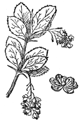 FIG. 70.—COMMON BARBERRY

The stamens of this, two at a time, drive off bees by sharp blows, thus
preventing self-fertilization.