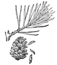 FIG. 77.—THE JERSEY PINE

(Pinus virginiana)

A gymnosperm or naked-seeded plant. Note the seeds dropping from between
the scales of the cone.