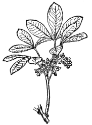 FIG. 102.—BRAZILIAN OR PARA RUBBER (Hevea
brasiliensis)

Native in the Amazon region, but now much grown in the East Indies.