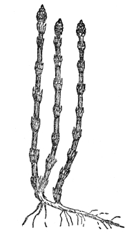 FIG. 108.—HORSETAIL

(Equisetum hyemale)

A modern horsetail or scouring rush, common in the north temperate zone.
Ancestors of these formed huge forests at the time that coal was being
formed.