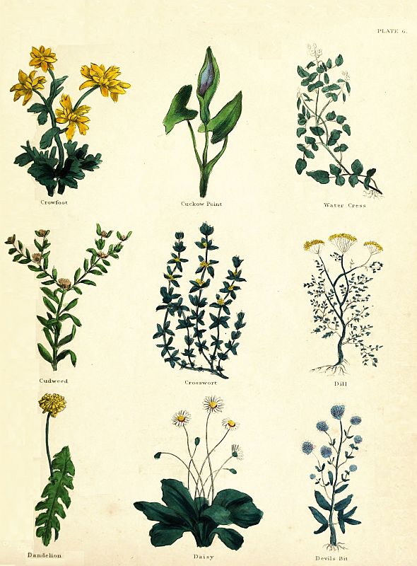 plate six's plants