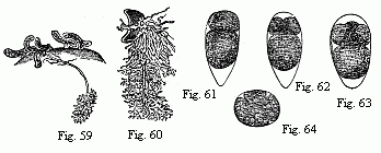 Fig. 59. Young of Peltogaster socialis on the abdomen of a small Hermit Crab; in one of them the fasciculately ramified roots in the liver of the Crab are shown. Animal and roots deep yellow. Fig. 60. Young Sacculina purpurea with its roots; the animal purple-red, the roots dark grass-green. Magnified. Figs. 61 to 63. Eggs of Tetraclita porosa in segmentation, magnified. The larger of the two first-formed spheres of segmentation is always turned towards the pointed end of the egg. Fig. 64. Egg of Lernæodiscus Porcellanæ, in segmentation, magnified 90