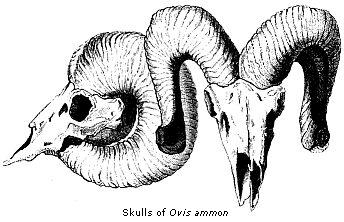 Skulls of Ovis ammon.