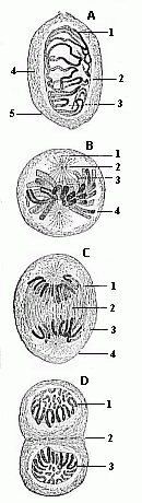 Fig. 11--Indirect or mitotic cell-division.