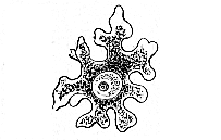 Fig. 18--Ovum of a sponge.