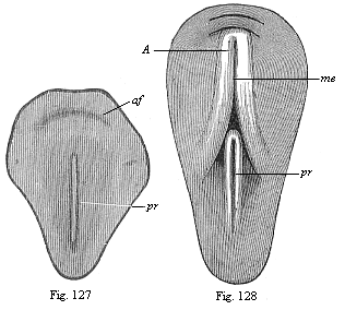 Dorsal shield of the chick.