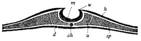 Transverse section of the embryonic disk of a chick at the end of the first day of incubation.