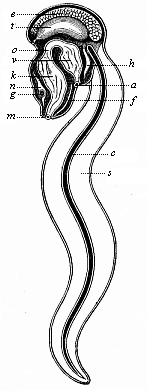 An Appendicaria (Copelata), seen from the left.