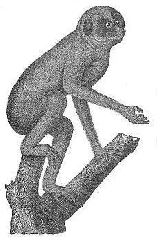 The Slender Lori (Stenops gracilis) of Ceylon, a tail-less lemur.