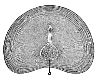 Intervertebral disk of a new-born infant, transverse section.