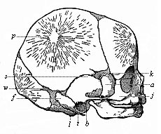 Skull of a new-born child.