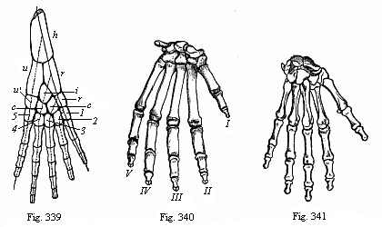 Fig. 339. Skeleton of the fore leg of an amphibian. Fig. 340. Skeleton of gorilla’s hand. Fig. 341. Skeleton of human hand, back.